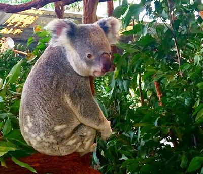 コアラとスティッチは似ている・・・?