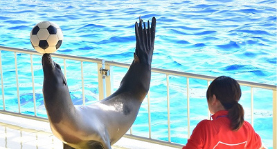 マリンワールドの料金：体験イベントの料金