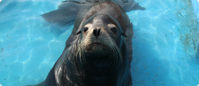 アシカのお食事タイム／京急油壷マリンパーク