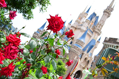 コントラストがすてき♡