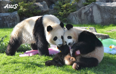 攻略法】アドベンチャーワールドのパンダ！餌やり体験もで可能！会える
