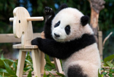 エバーランドのパンダ