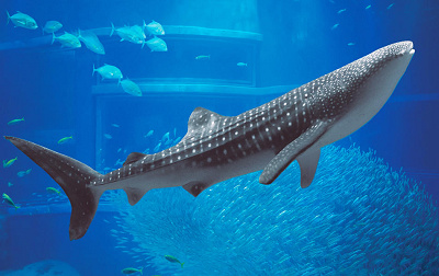 超巨大!ジンベイザメ!