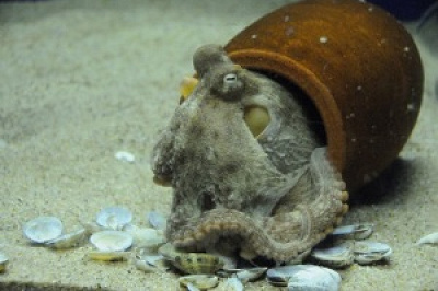 マダコの秘密とは？