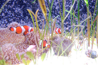 隠れキャラクターはどこに?