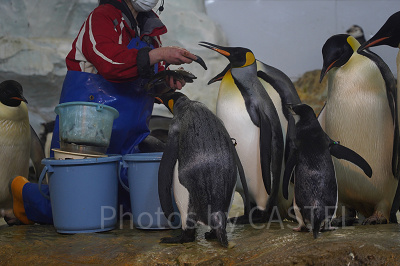 ペンギンの食事タイム