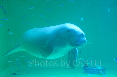 鳥羽水族館のお土産ショップ