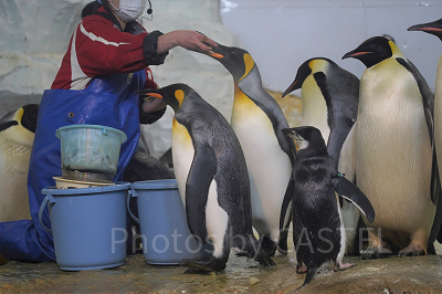 キングペンギン