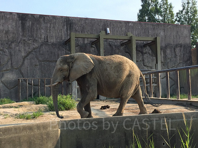 ゾウにだってエサやりできるのが東武動物公園！