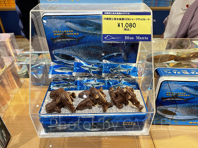 美ら海水族館のシャークチョコレート