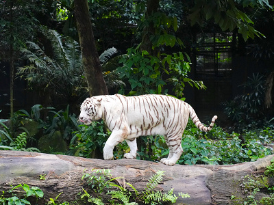 シンガポール動物園：ホワイトタイガー