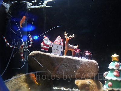 えのすいクリスマス：クリスマス限定の展示