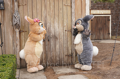 ミスバニー&とんすけとのフリーグリーティング（ディズニーシー）