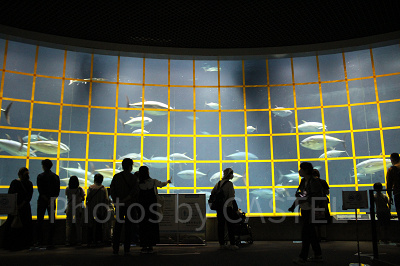 ドーナツ型の大水槽で泳ぐマグロの群れ