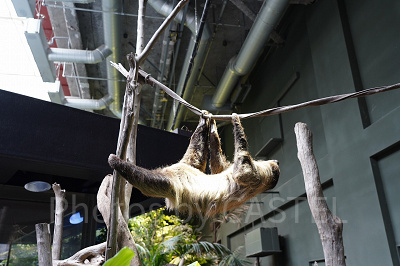 ロープを伝って移動するナマケモノ