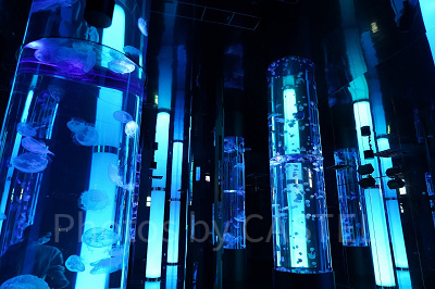 巨大な円柱水槽が立ち並ぶクラゲの世界