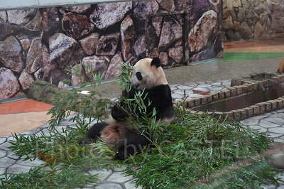 アドベンチャーワールドの休園日