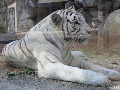 東武動物公園の年間イベント