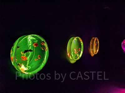 アートアクアリウム銀座　金魚蒐集