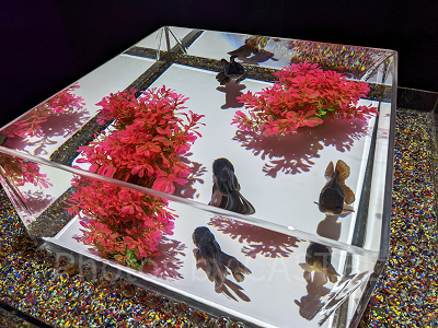 アートアクアリウム銀座　新金魚品評