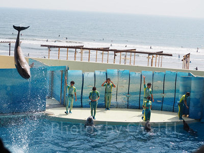 新江ノ島水族館のイルカショーを解説！大ジャンプが迫力満点！見どころ