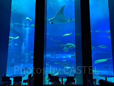 美ら海水族館のカフェ「オーシャンブルー」