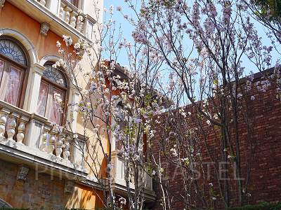 リストランテ・ディ・カナレット入口の桜