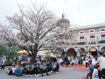 スウィートハート・カフェ前の桜