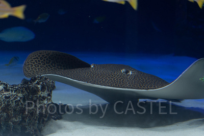 サンシャイン水族館の混雑状況：狙い目②