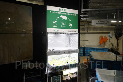 カピバラのフンから作った有機肥料で野菜を栽培