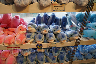 CUTEドルフィン