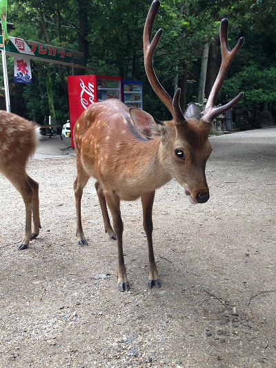 奈良公園の鹿