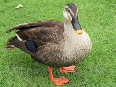 【ディズニーの事件簿】ケース3：カモがパレードに乱入！？