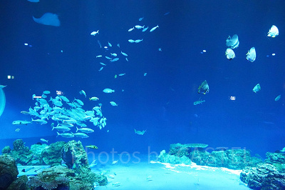 DMMかりゆし水族館   