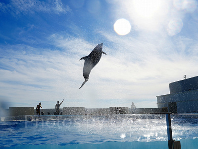 神戸須磨シーワールドのイルカショー：概要