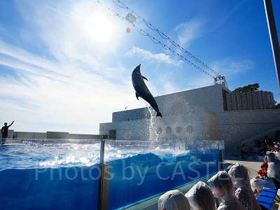 神戸須磨シーワールドのイルカショー：最前列はカッパ必須