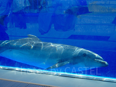 神戸須磨シーワールドのイルカショー：イルカの豆知識