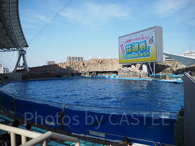 イルカショーのステージ