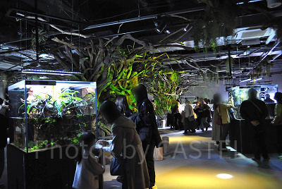 ELEMENTS 精霊の森