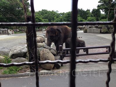 富士サファリパーク】料金情報まとめ！入園チケット、ツアー料金、お得な会員割引情報も！