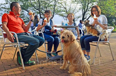 犬連れでマザー牧場を楽しもう