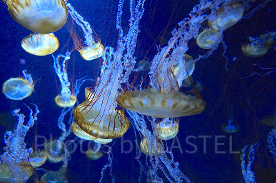 新江ノ島水族館（えのすい）：クラゲ