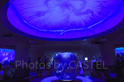 新江ノ島水族館（えのすい）：クラゲショー「海月の宇宙（くらげのそら）」