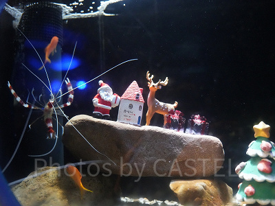 えのすいクリスマス：クリスマス限定の展示