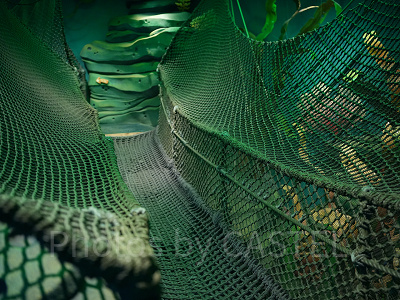 フィッシャーマンズ・ネット（アリエルのプレイグラウンド）