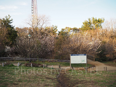 4月はお花がきれいです！