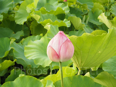動物園裏手の不忍池では花も咲いています