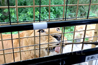 富士サファリパーク