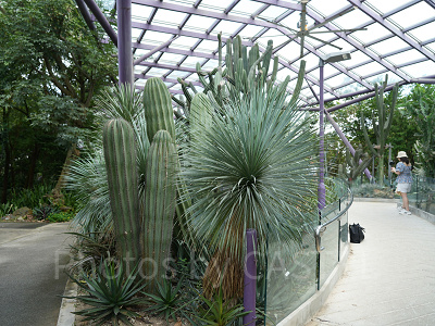 ガーデンズバイザベイ：サン・パビリオン