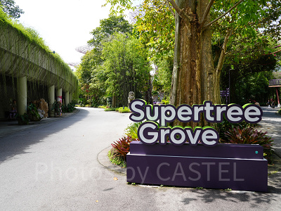 ガーデンズバイザベイ：スーパーツリーグローブ